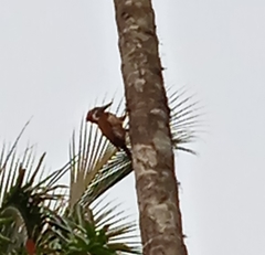 Dinopium benghalense