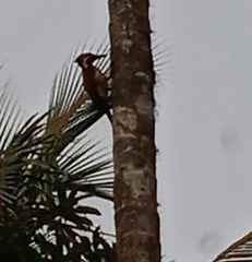 Dinopium benghalense