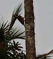 Dinopium benghalense