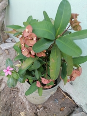 Catharanthus roseus