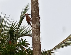 Dinopium benghalense