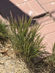 Poaceae