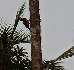 Dinopium benghalense