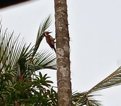 Dinopium benghalense