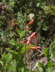 Penstemon labrosus
