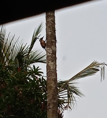 Dinopium benghalense