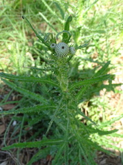 Cirsium nuttallii
