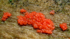 Tulasnella aurantiaca