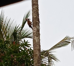 Dinopium benghalense