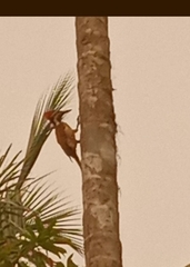 Dinopium benghalense