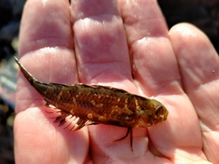 Notoclinus compressus