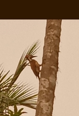 Dinopium benghalense