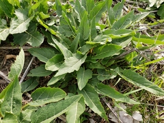 Silphium perfoliatum