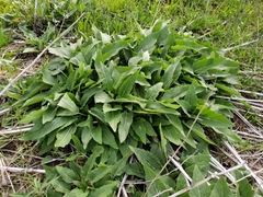 Silphium perfoliatum