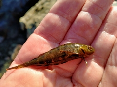 Notoclinus compressus