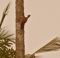 Dinopium benghalense