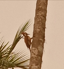 Dinopium benghalense