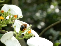 Xylocopa ruficeps