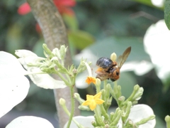 Xylocopa ruficeps