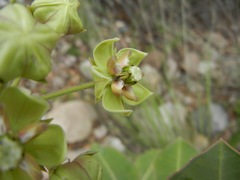 Asclepias mirifica