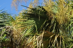 Arecaceae