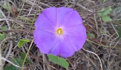 Ipomoea mitchelliae
