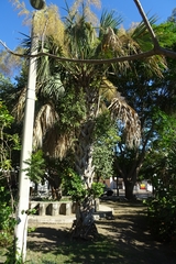 Arecaceae