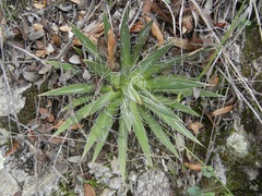 Agave polianthiflora