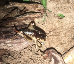 Apotetamenus clipeatus