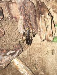 Apotetamenus clipeatus