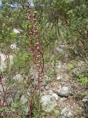 Agave polianthiflora