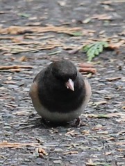 Junco hyemalis