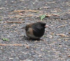 Junco hyemalis