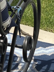 Sceloporus occidentalis