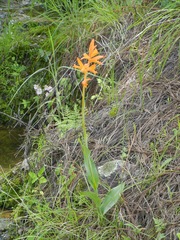 Dichromanthus aurantiacus