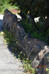 Capsella bursa-pastoris