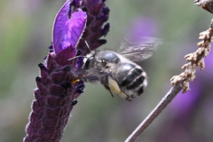 Anthophora pacifica