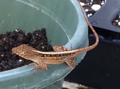 Anolis sagrei