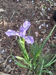 Iris