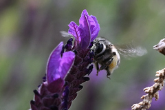 Anthophora pacifica