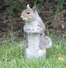 Sciurus carolinensis