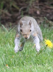 Sciurus carolinensis