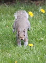 Sciurus carolinensis