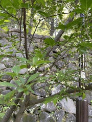 Styrax japonicus