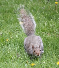 Sciurus carolinensis