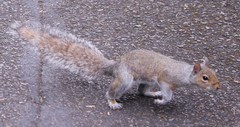 Sciurus carolinensis