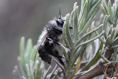 Anthophora pacifica