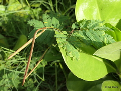 Desmanthus pernambucanus