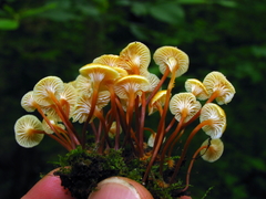 Xeromphalina