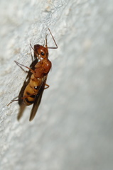 Camponotus conspicuus